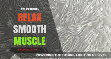 How Nitrites Relax Smooth Muscle: Mechanisms and Implications Explained