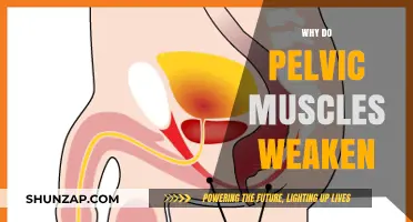 Pelvic Floor Muscles: Weakening and You