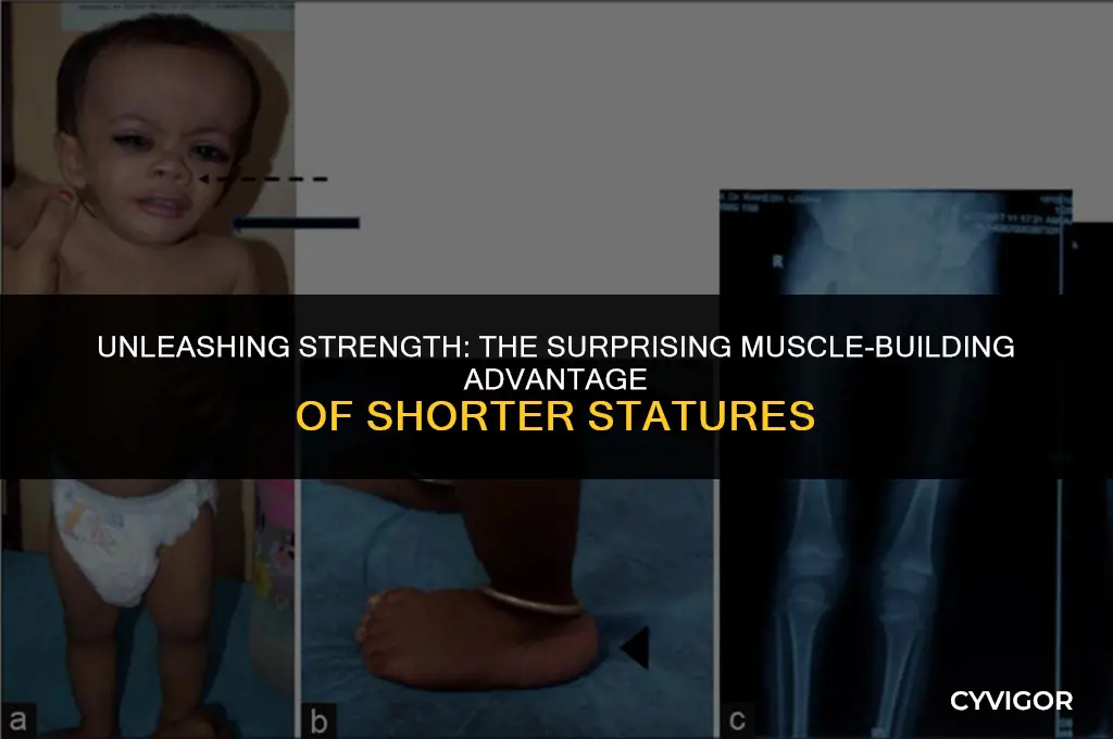 why do short people build muscle faster