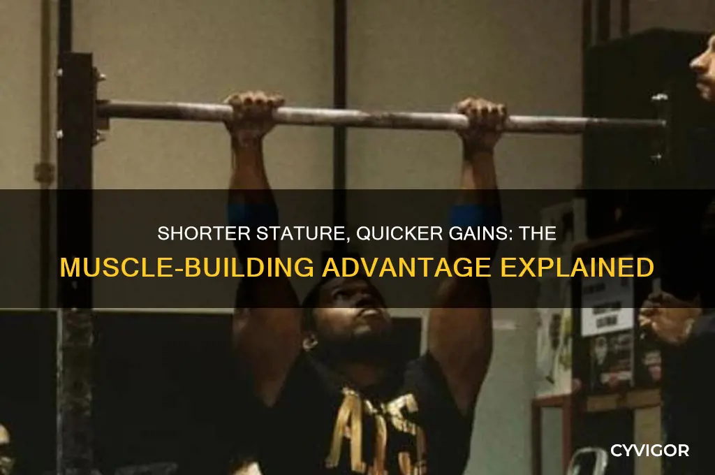 why do short people gain muscle faster