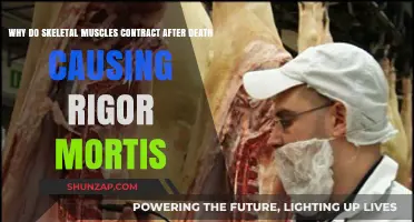 Postmortem Muscle Contractions: Unraveling the Mystery of Rigor Mortis