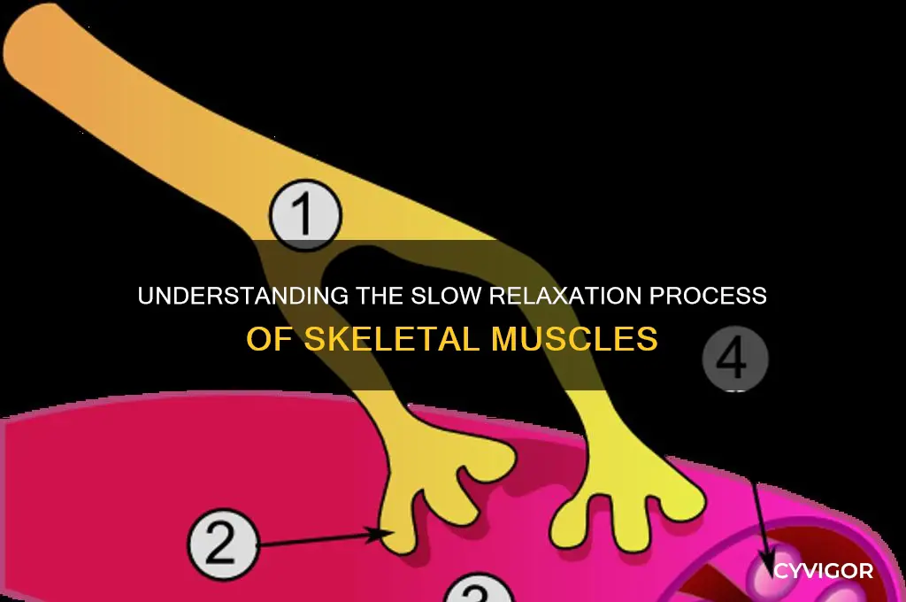 why do skeletal muscles take a long time to relax