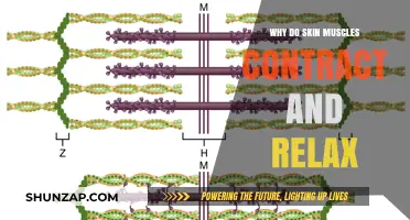 Understanding Skin Muscle Contractions: The Science Behind Relaxation and Tension
