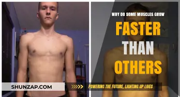 Muscle Growth Secrets: Why Some Muscles Outpace Others