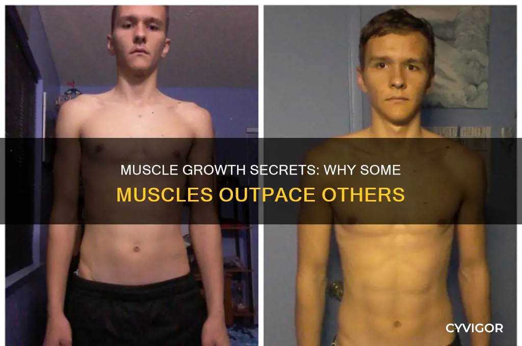 why do some muscles grow faster than others