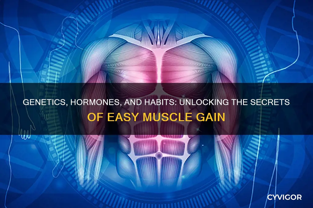 why do some people gain muscle easier