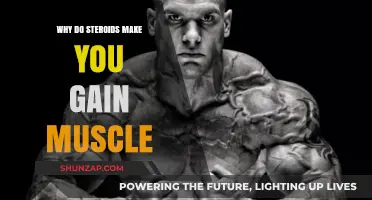 How Steroids Accelerate Muscle Growth: Science Behind the Gains