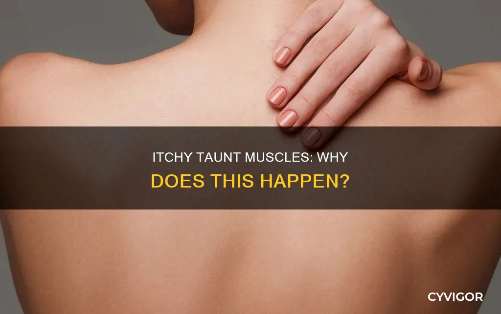 why do taunt muscles itch