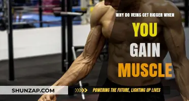 Muscle Growth and Vein Visibility: Understanding the Vascular Connection