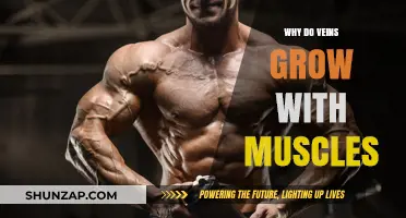 How Muscle Growth Affects Vein Visibility and Vascularity Explained
