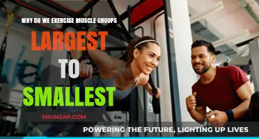 Maximize Gains: The Science Behind Training Largest to Smallest Muscles