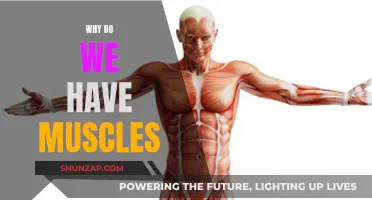The Origin of Muscles: Understanding Our Bodily Power