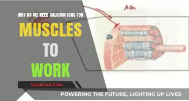 Calcium Ions: The Essential Trigger for Muscle Contraction and Function