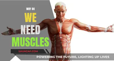 Muscles: Our Body's Essential Movers and Shapers