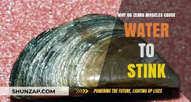 Why Zebra Mussels Turn Freshwater into Foul-Smelling Ecosystems