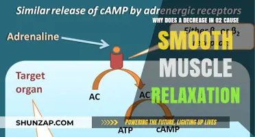Oxygen Depletion: Unraveling Smooth Muscle Relaxation Mechanisms