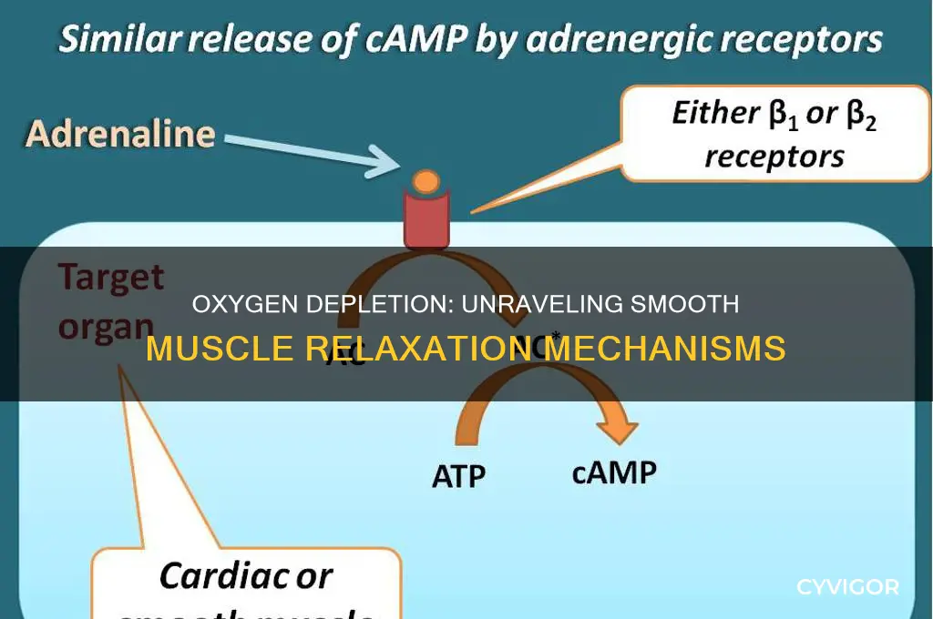 why does a decrease in o2 cause smooth muscle relaxation
