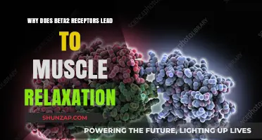 Beta2 Receptors: Unlocking the Mechanism Behind Muscle Relaxation