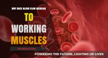 Boosting Performance: Understanding Increased Blood Flow to Active Muscles