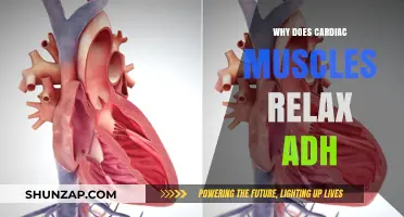 Understanding Cardiac Muscle Relaxation: The Role of ADH Explained