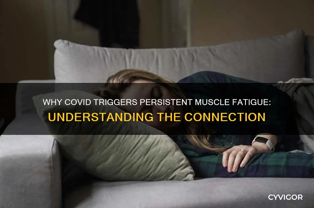 why does covid cause muscle fatigue