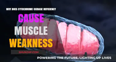 Cytochrome Oxidase Deficiency: Unraveling the Link to Muscle Weakness