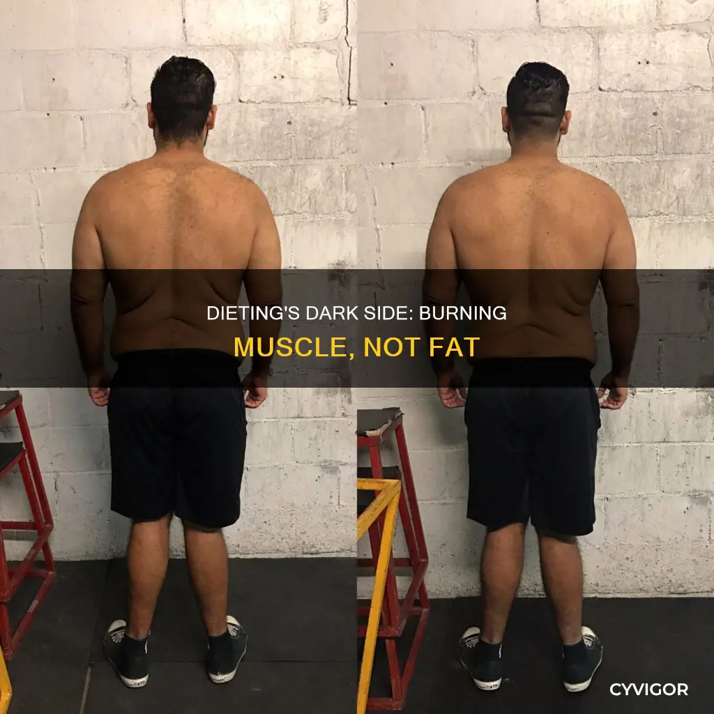 why does dieting burn muscle