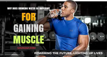 Hydration and Muscle Growth: Why Water is Essential for Gains