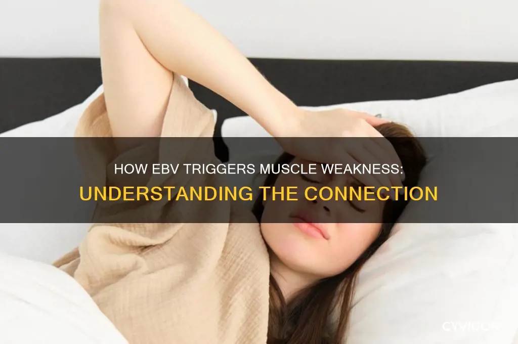 why does ebv cause muscle weakness