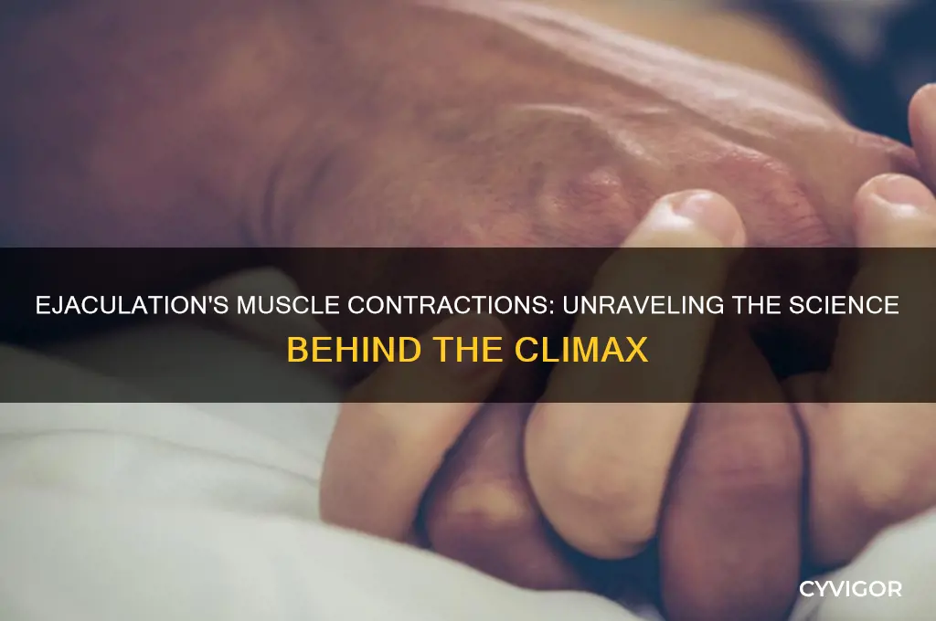 why does ejaculation cause simultaneous muscle contractions