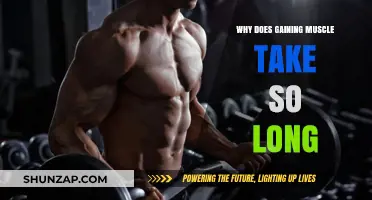 The Slow Burn: Understanding Muscle Growth's Time-Consuming Process