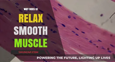 Understanding How GI Hormones Relax Smooth Muscle Function