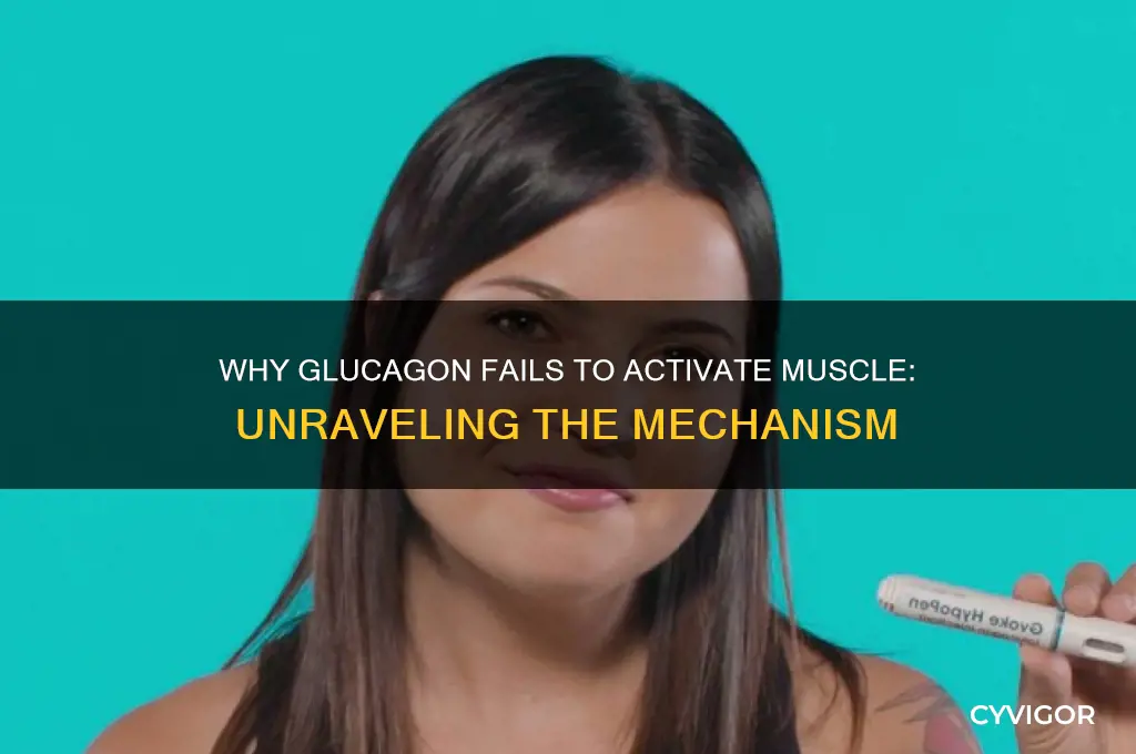 why does glucagon not work in muscle