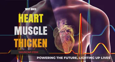 Heart Muscle Thickening: Understanding the Underlying Cause