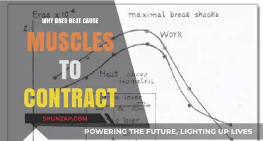 How Heat Triggers Muscle Contractions: Unraveling the Science Behind It