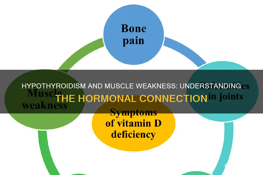 why does hypothyroidism cause muscle weakness