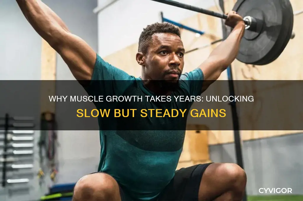 why does it take me years to gain muscles