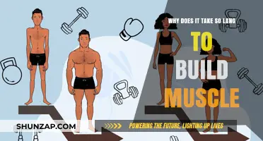 The Slow and Steady Journey: Understanding Muscle Growth