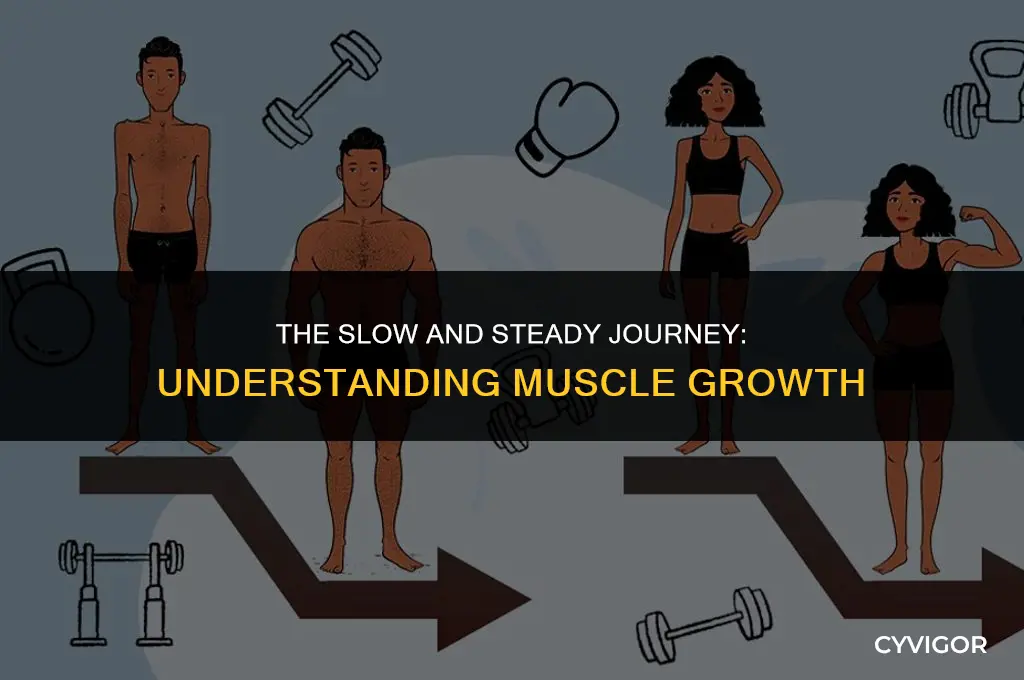why does it take so long to build muscle