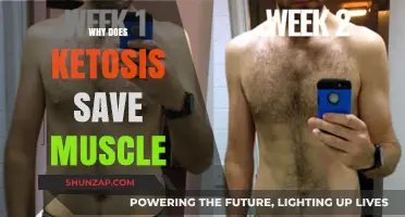Ketosis: How It Helps Preserve Muscle Tissue