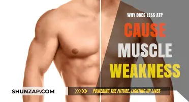 Low ATP Levels: Unraveling the Link to Muscle Weakness and Fatigue