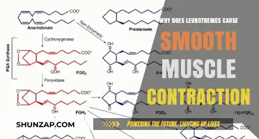 Leukotrienes' Role in Triggering Smooth Muscle Contraction Explained