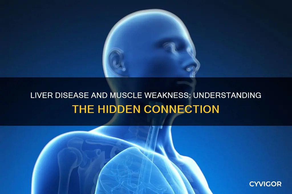 why does liver disease cause muscle problems
