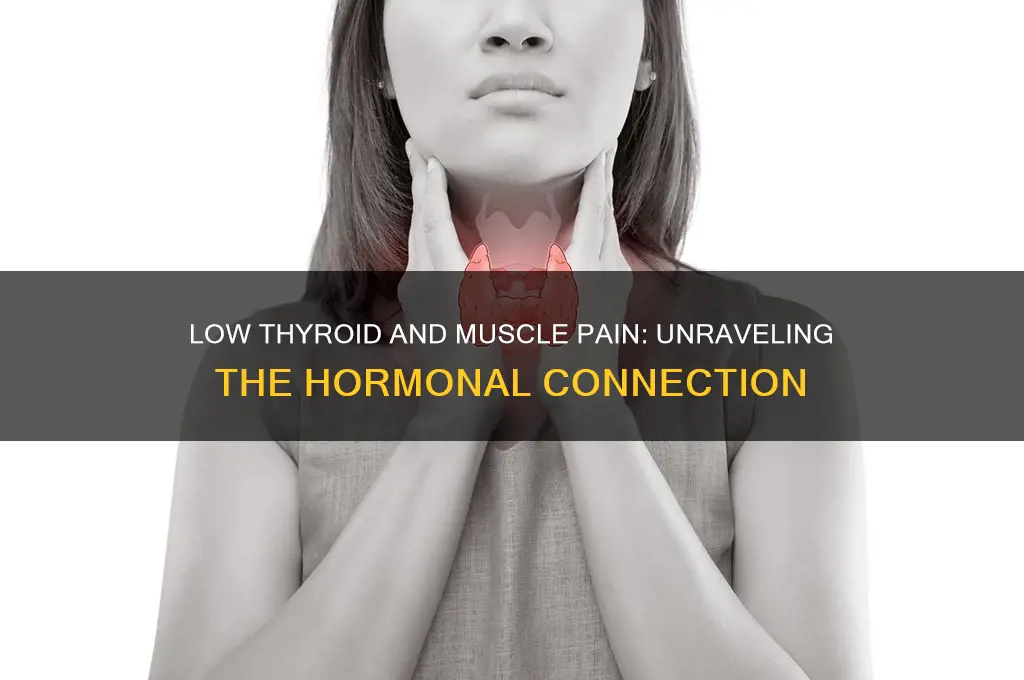 why does low thyroid cause muscle pain