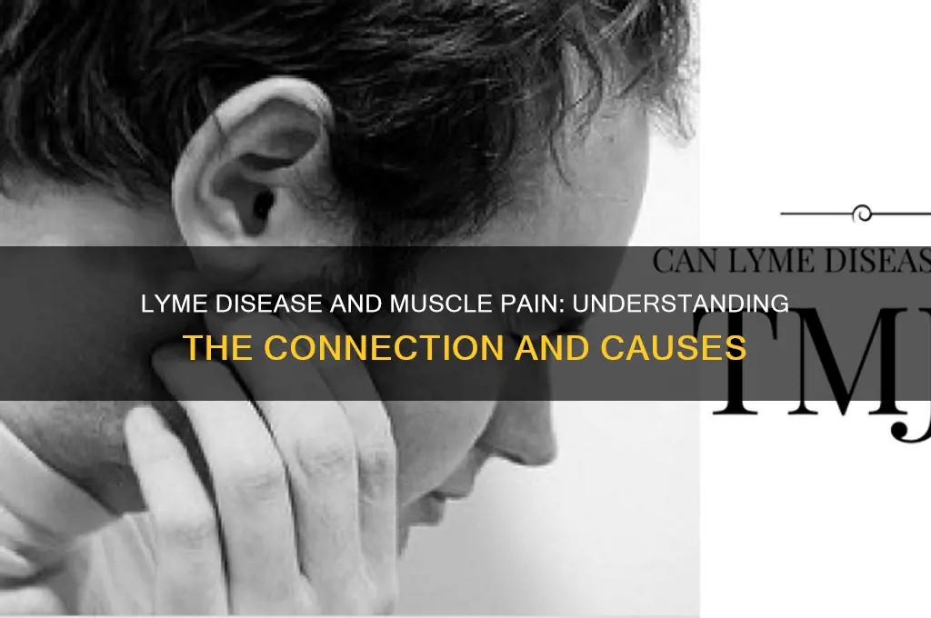 why does lyme disease cause muscle pain