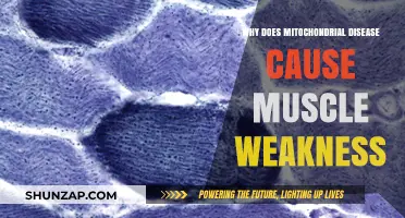Mitochondrial Disease and Muscle Weakness: Unraveling the Energy Crisis