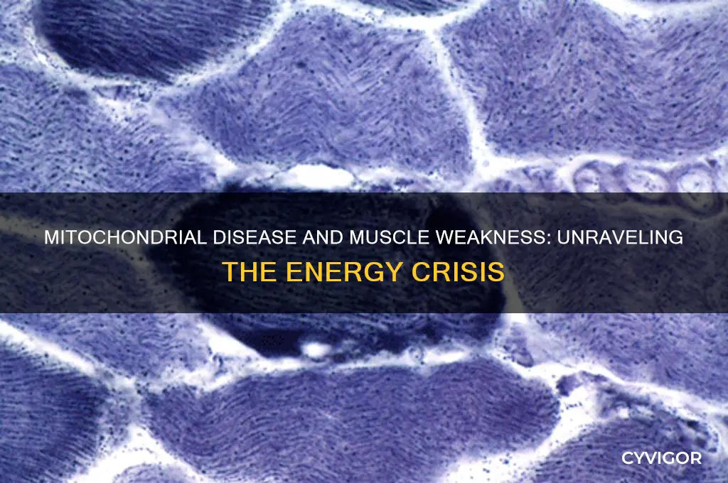 why does mitochondrial disease cause muscle weakness