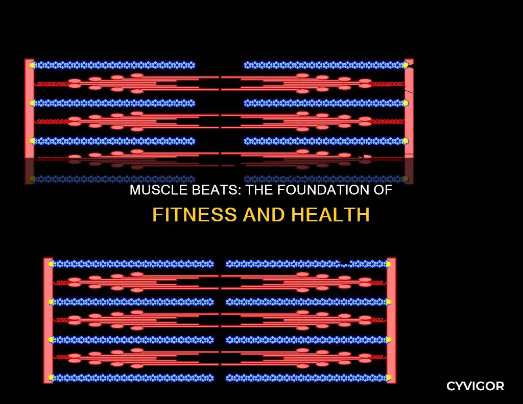 why does muscle beats import