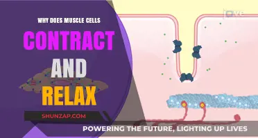 Understanding Muscle Contraction and Relaxation: The Science Behind Movement