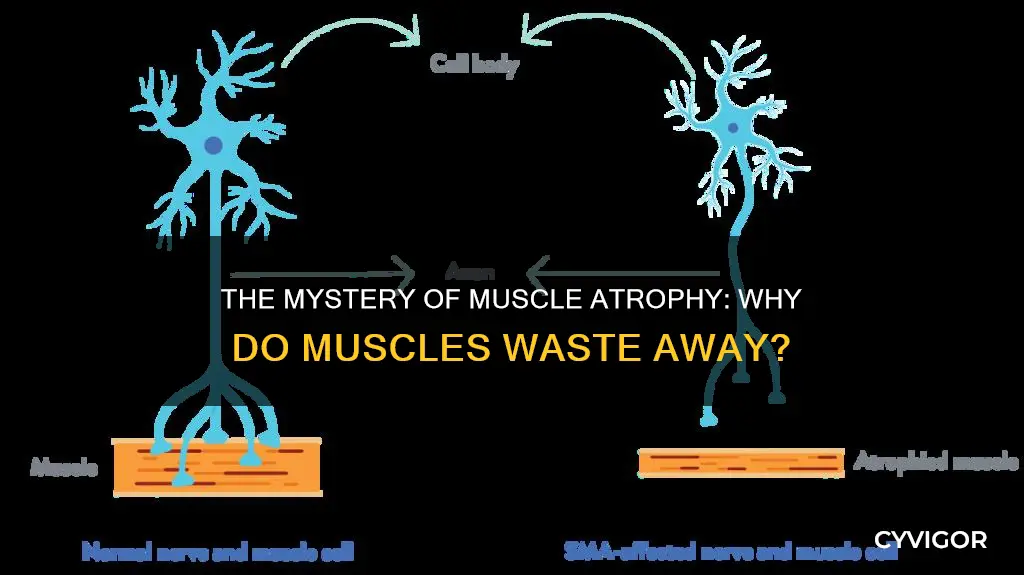 why does muscle die